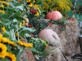 IMG_8368